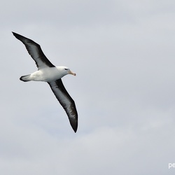 Albatros à surcils noirs