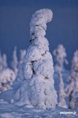 _FZ03552