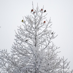 _FZ00930_1