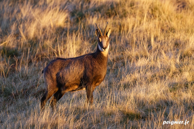 _FZ18627.jpg