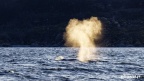 Fjord Kvaenangen
